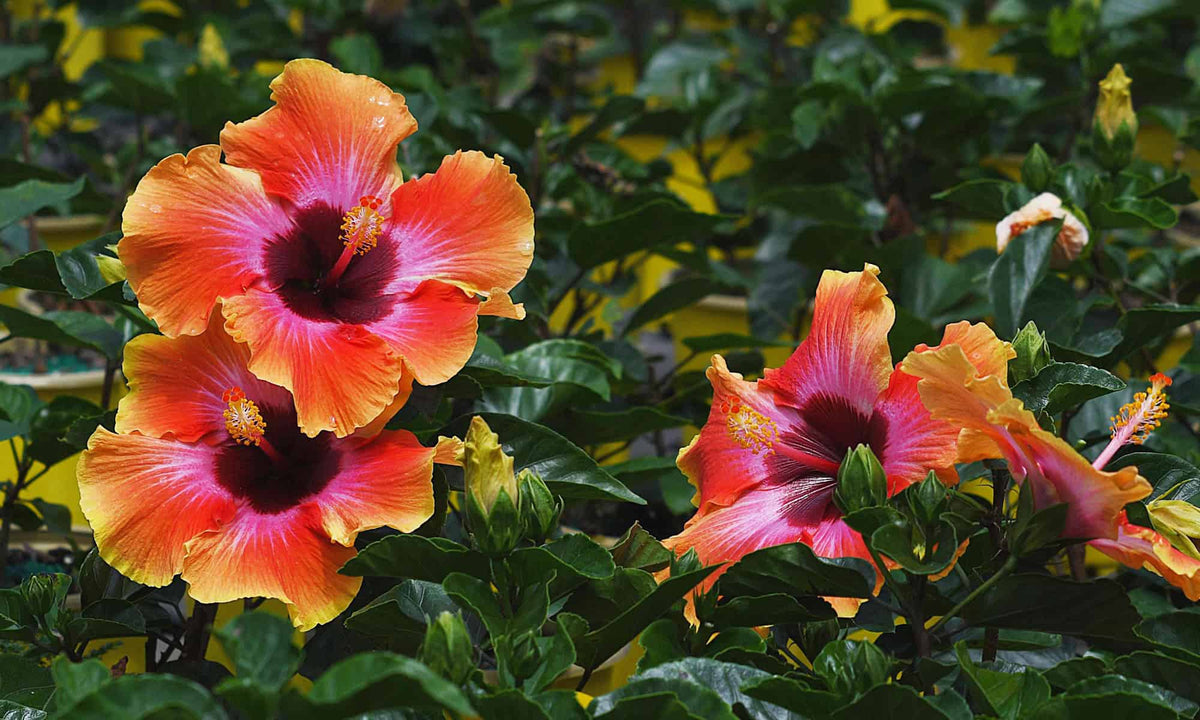 Tropical Hibiscus Tree vs Bush: How to Choose the Right Plant (and Keep It Blooming)
