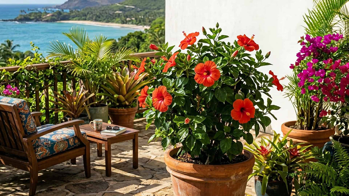 how much sun does tropical hibiscus really need