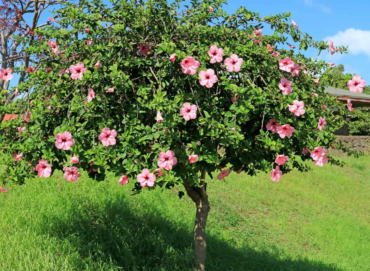 Tropical Hibiscus Watering Guide for Pots and In-Ground Planting