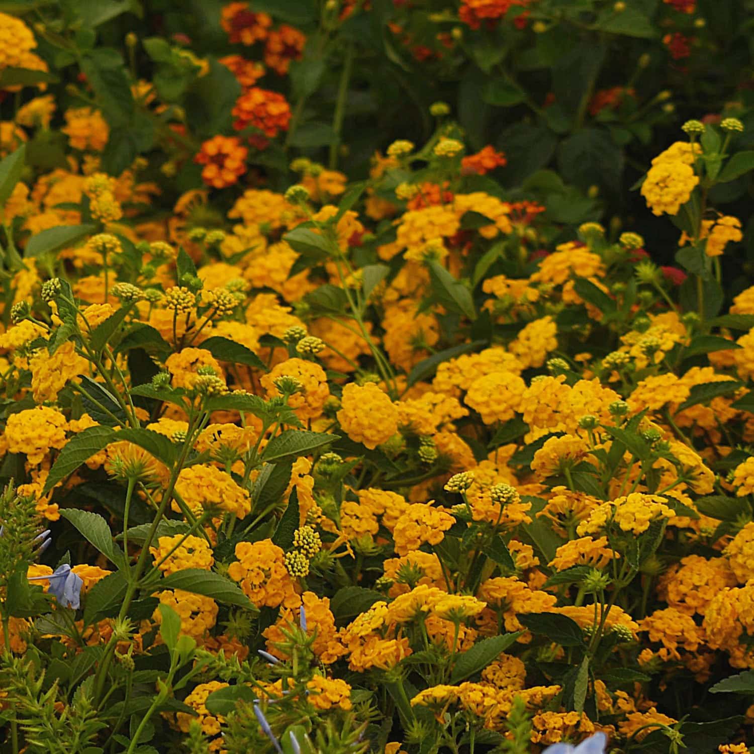 Yellow Plants for Sale | Tropical Yellow Flowers – Tropical Plants of
