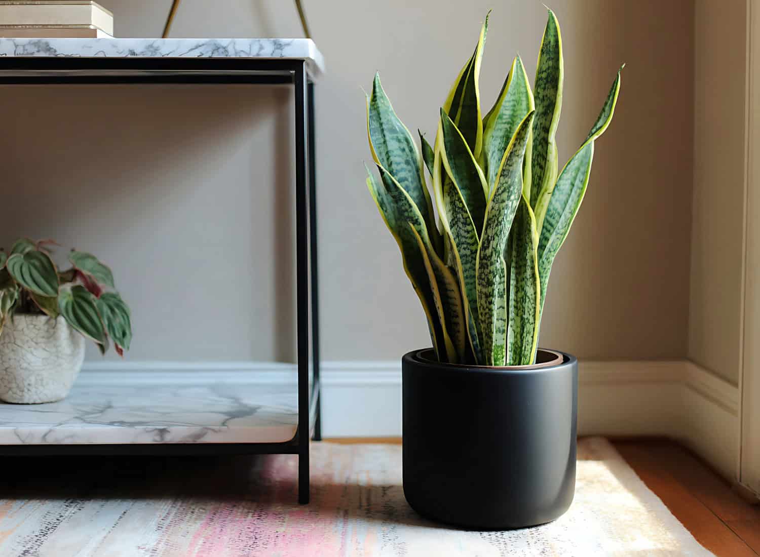 Air Purifying Plants for Sale | Best Indoor Plant Air Purifiers  Tropical  Plants of Florida