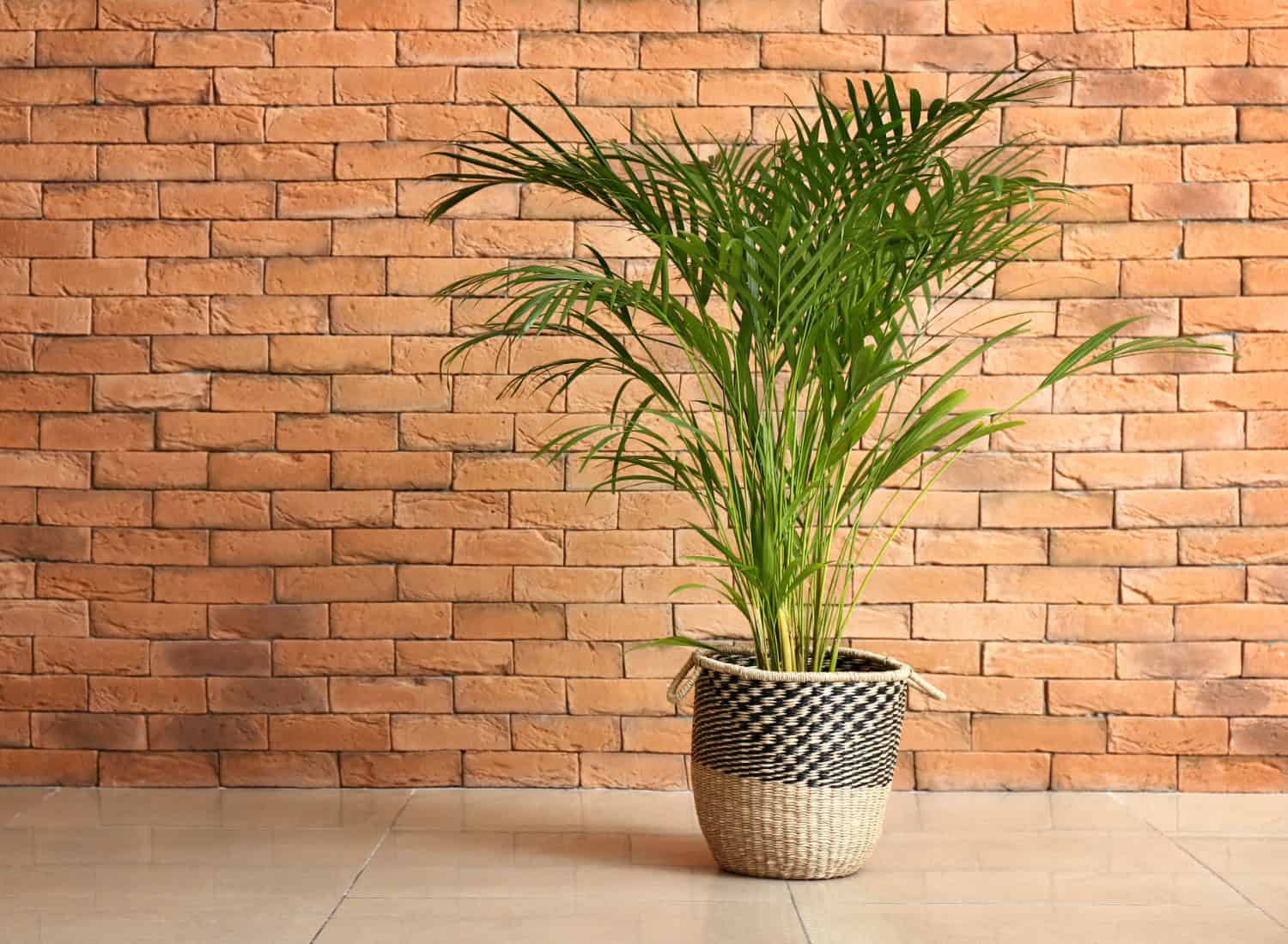 macrame mini plant hanger Macrame