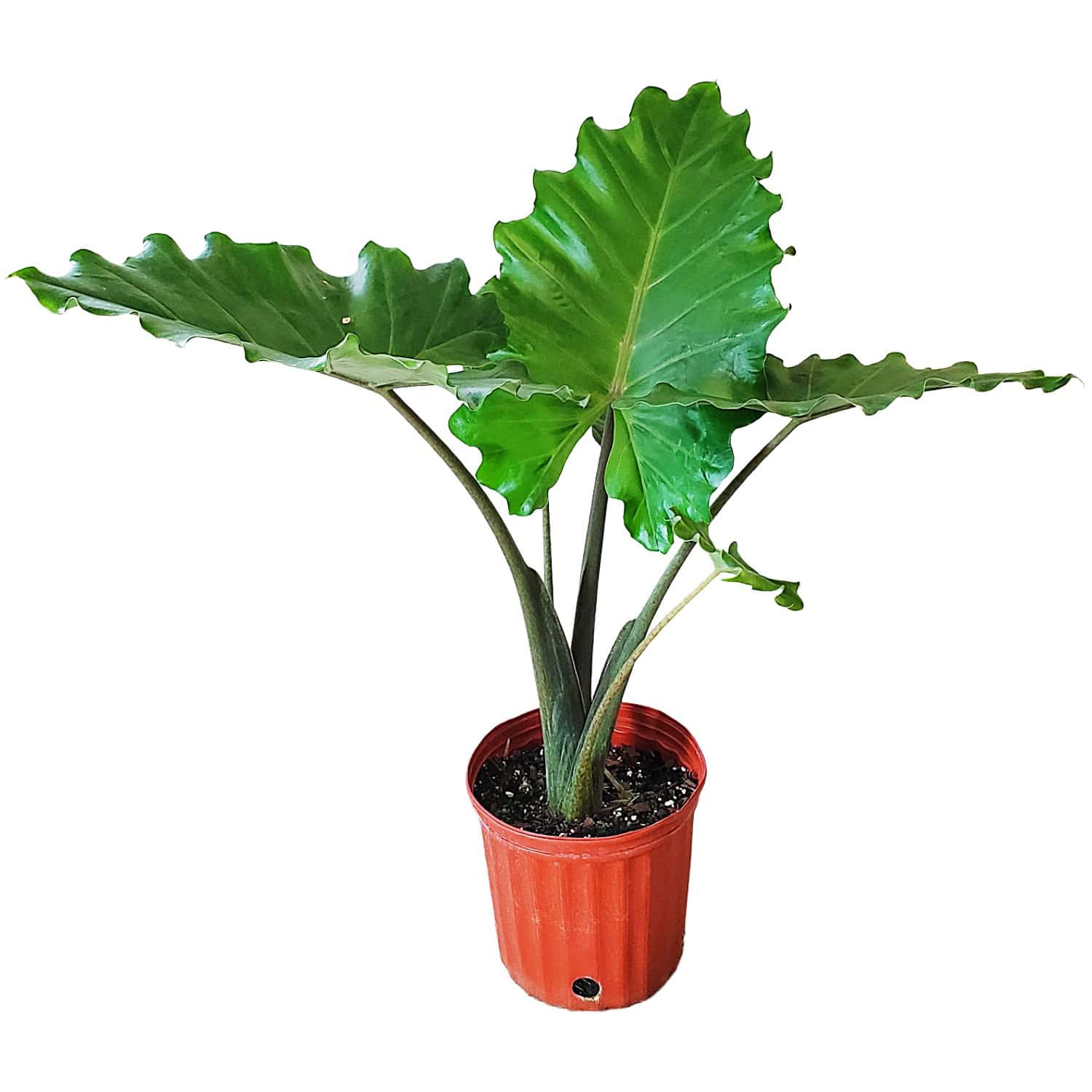 Alocasia Portora Elephant Ear – Tropical Plants of Florida