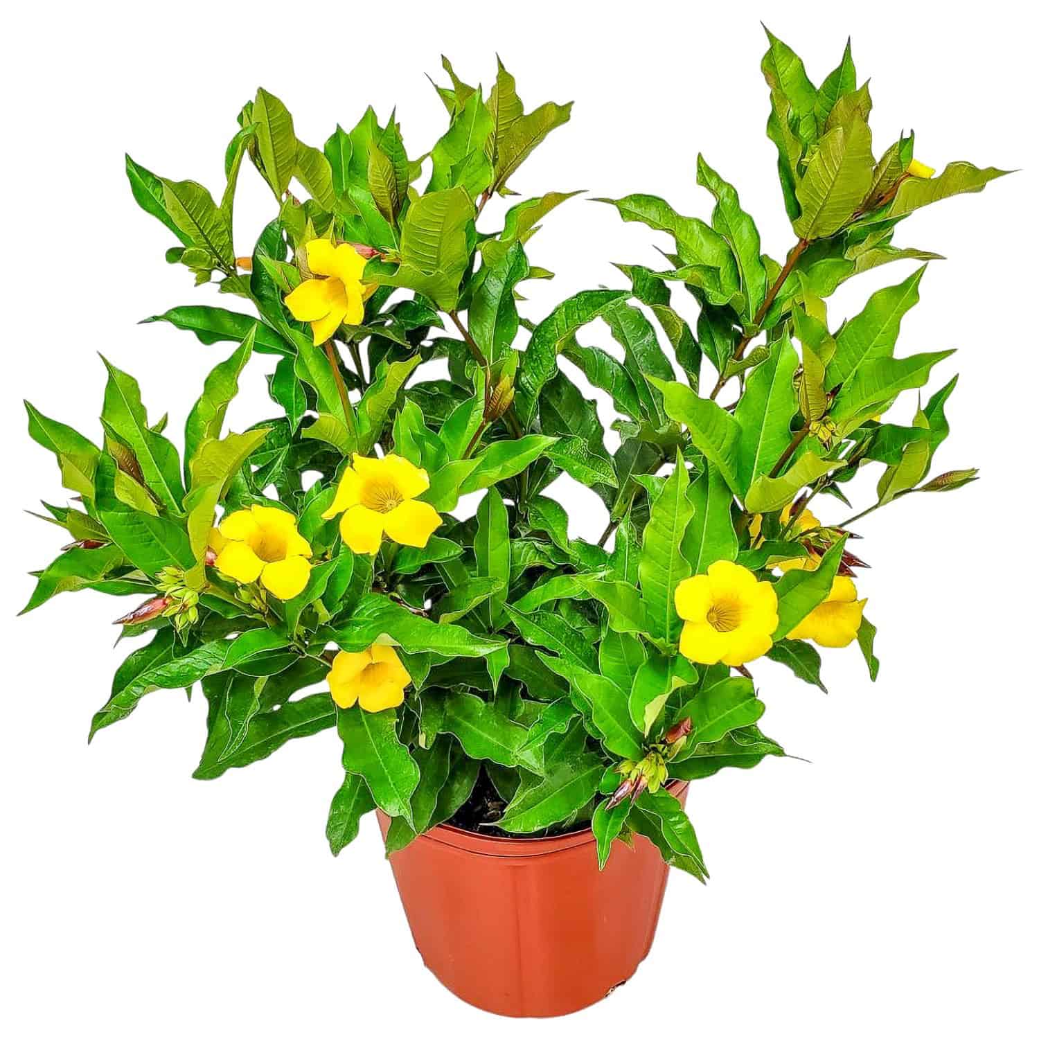 small yellow flower house plant Allamanda Bush