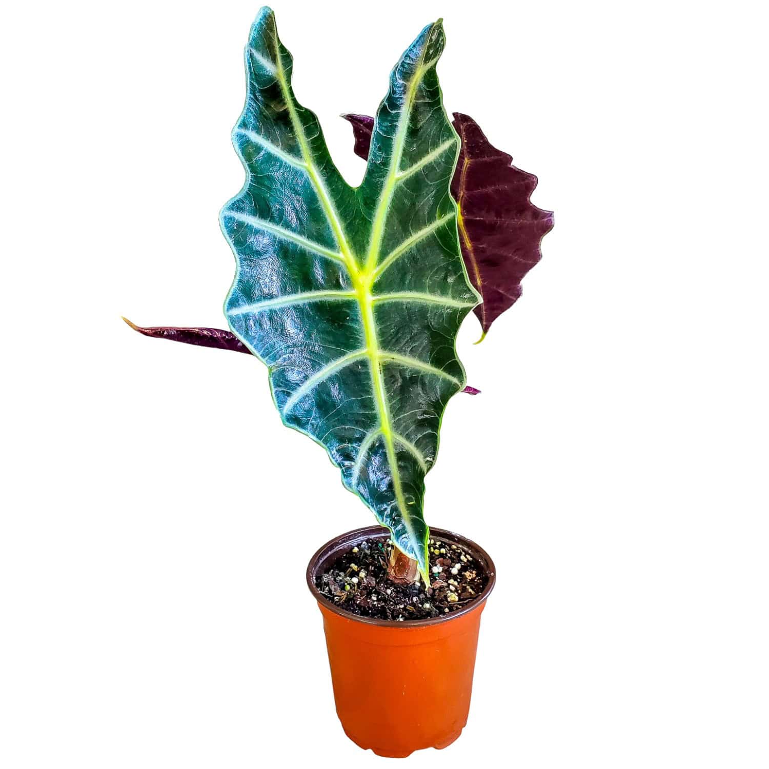 Alocasia Polly (African Mask Plant) – Exotic Tropical Houseplant