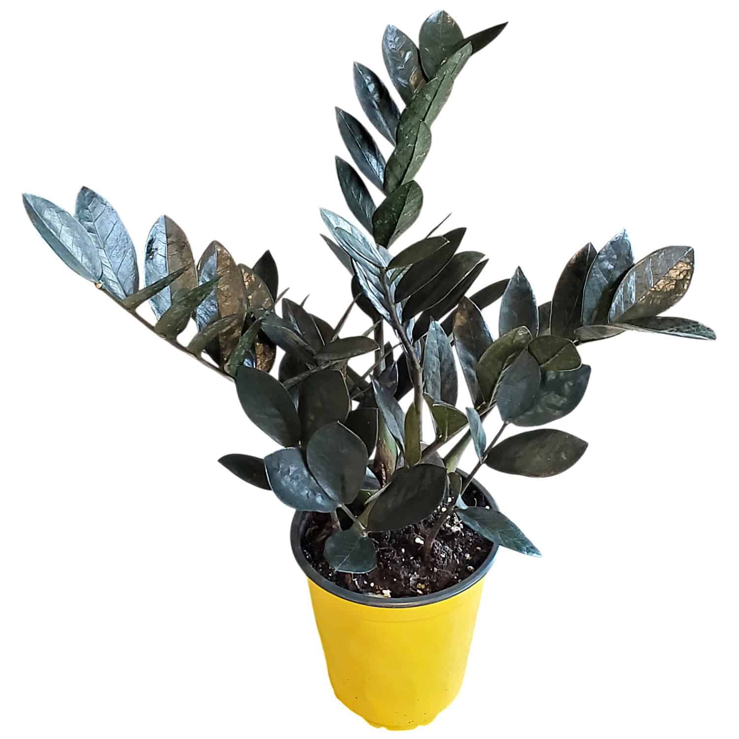 ZZ Plant for Sale | Buy Zamioculcas zamiifolia Online – Tropical