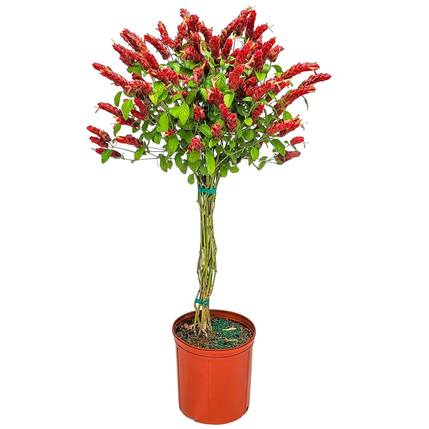 Braided Shrimp Tree for Sale