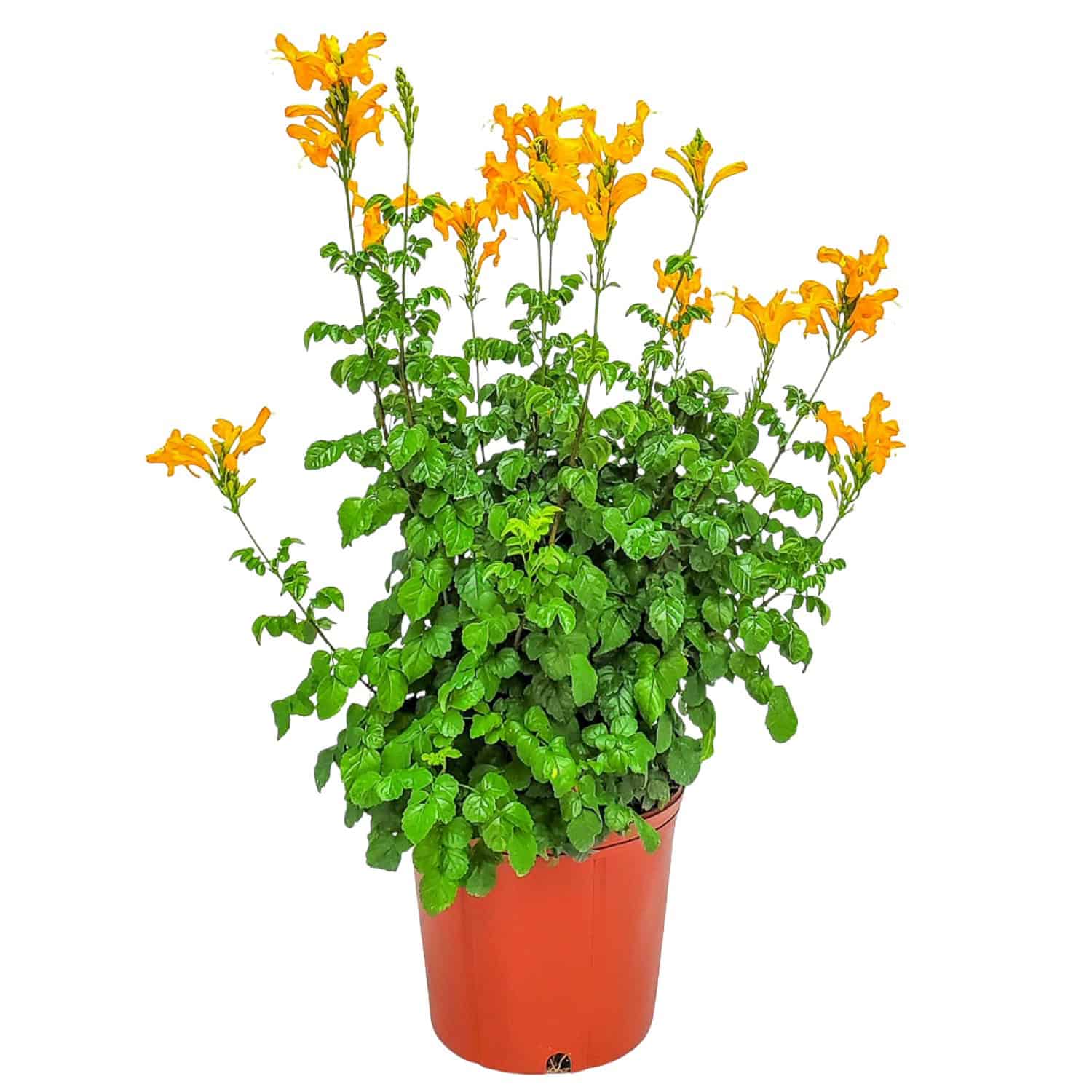 honeysuckle potted plant Cape Honeysuckle