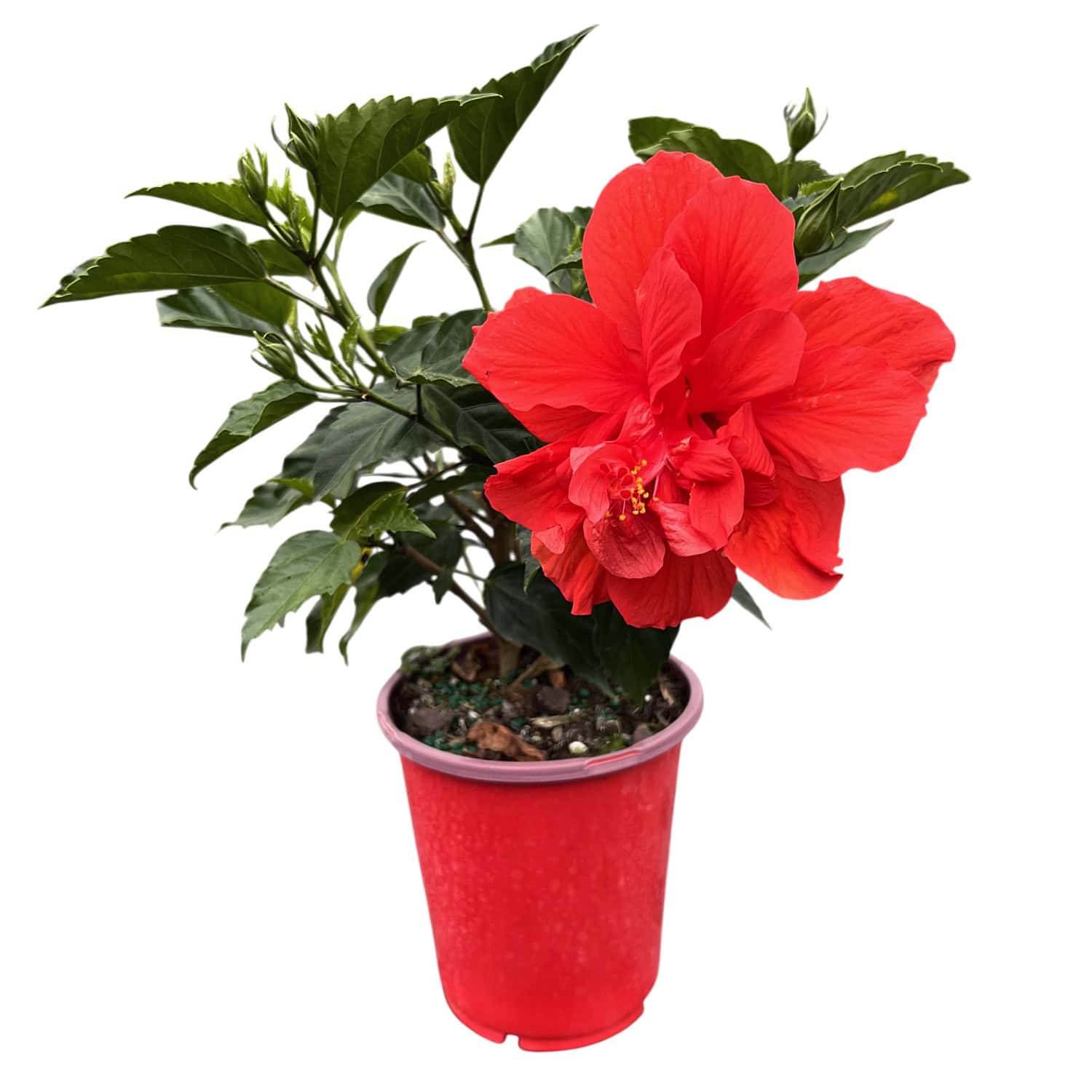 hibiscus plant in a pot Double Red Hibiscus Bush