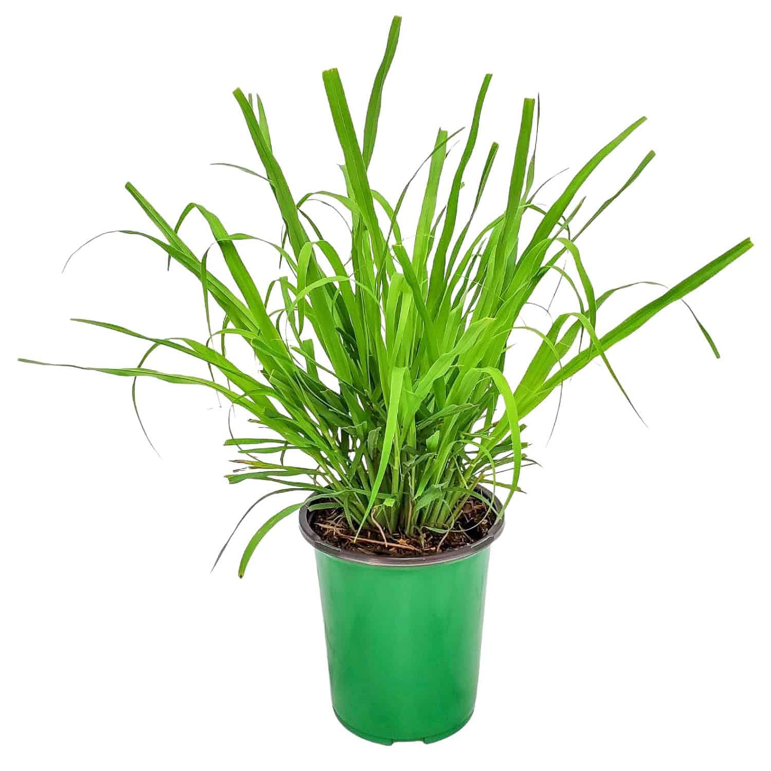 lemongrass hanging plant Lemongrass Plant for Sale