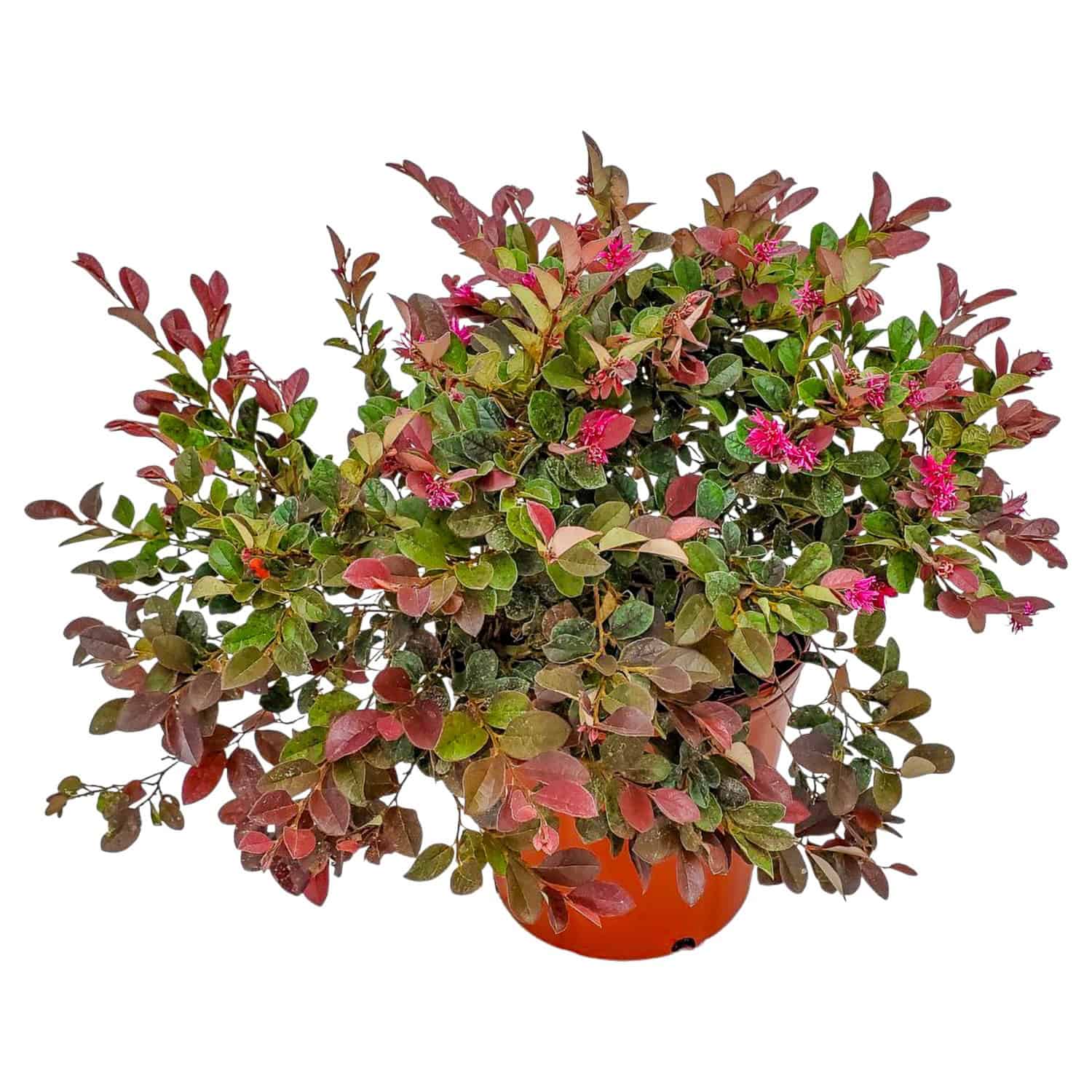 Loropetalum Plum Delight (Chinese Fringe Flower) for Sale | 3