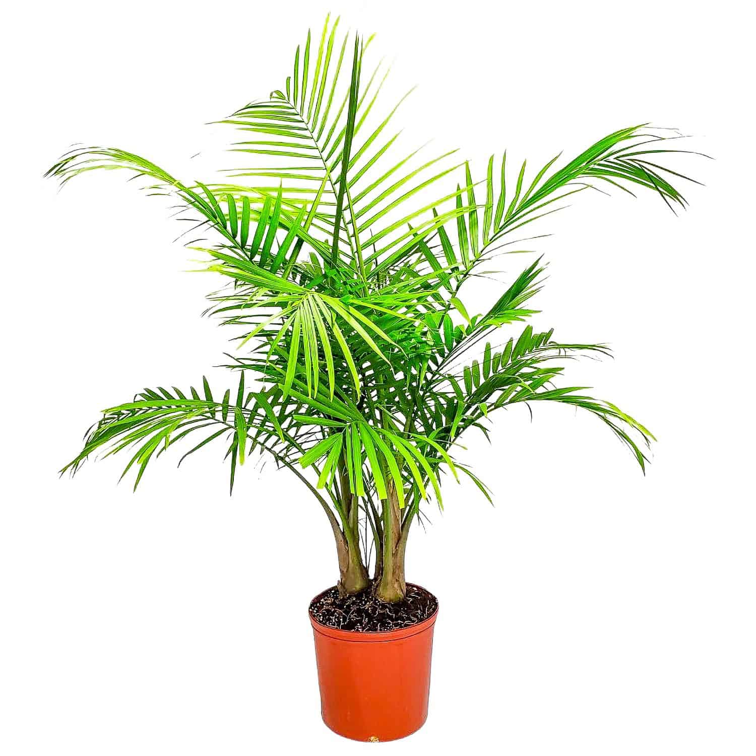 majesty palm indoor or outdoor plant Majesty Palm for Sale
