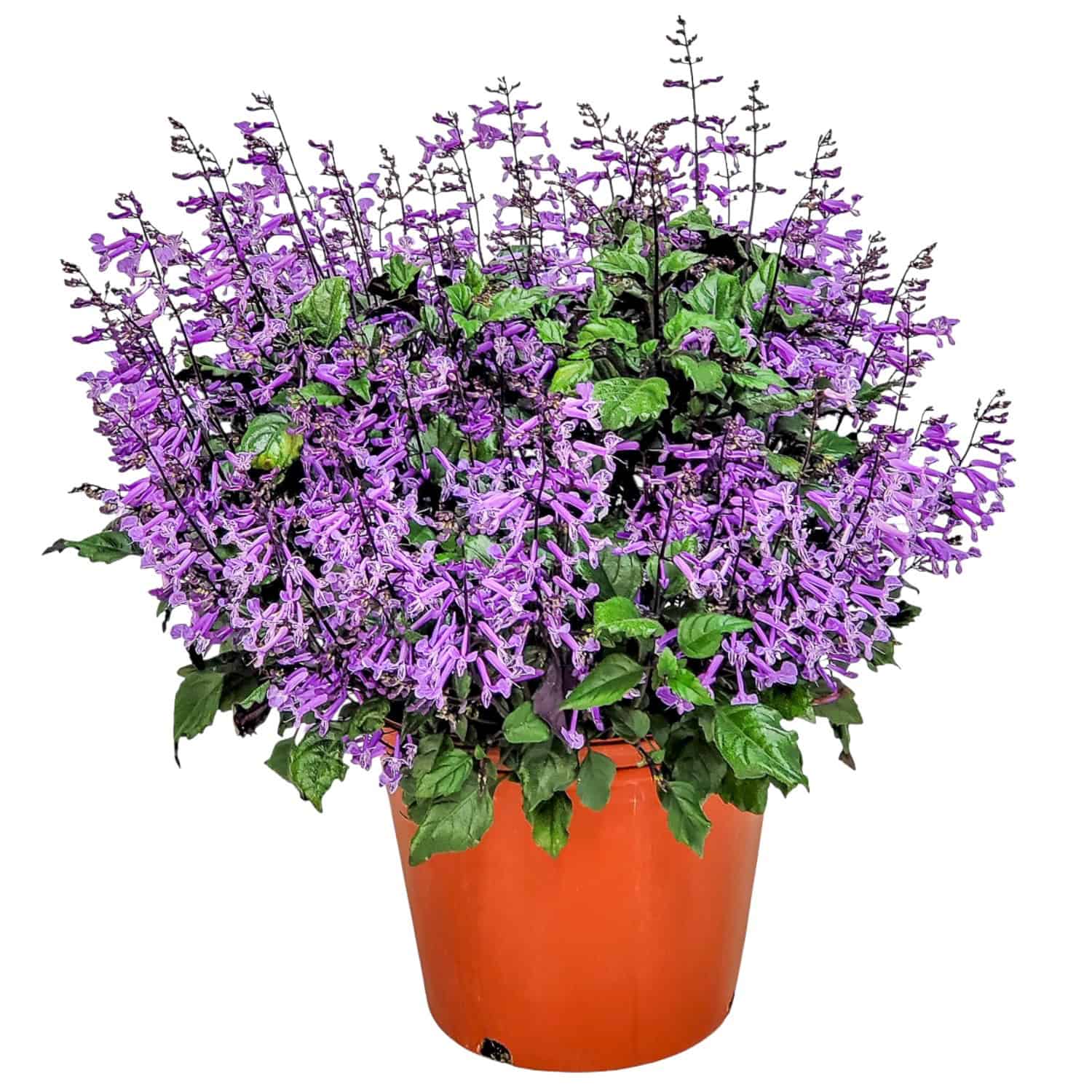 best lavender plant for bedroom 1 gal. Mona Lavender Plectranthus Perennial Plant with Purple Flowers