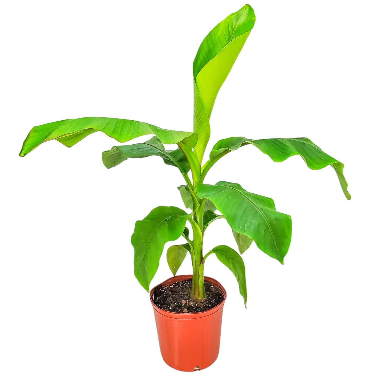 Basjoo Banana Tree – Cold Hardy Tropical Appeal – Tropical Plants of Florida