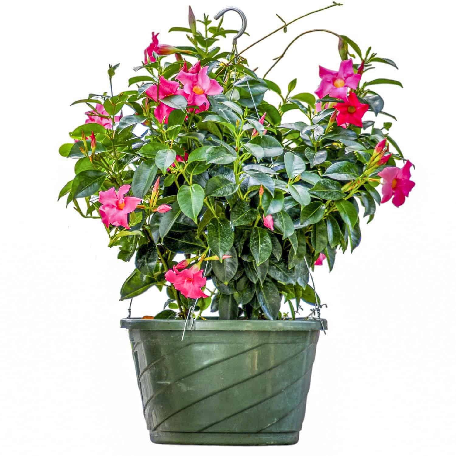 pink hanging basket plants Pink Dipladenia Hanging Basket