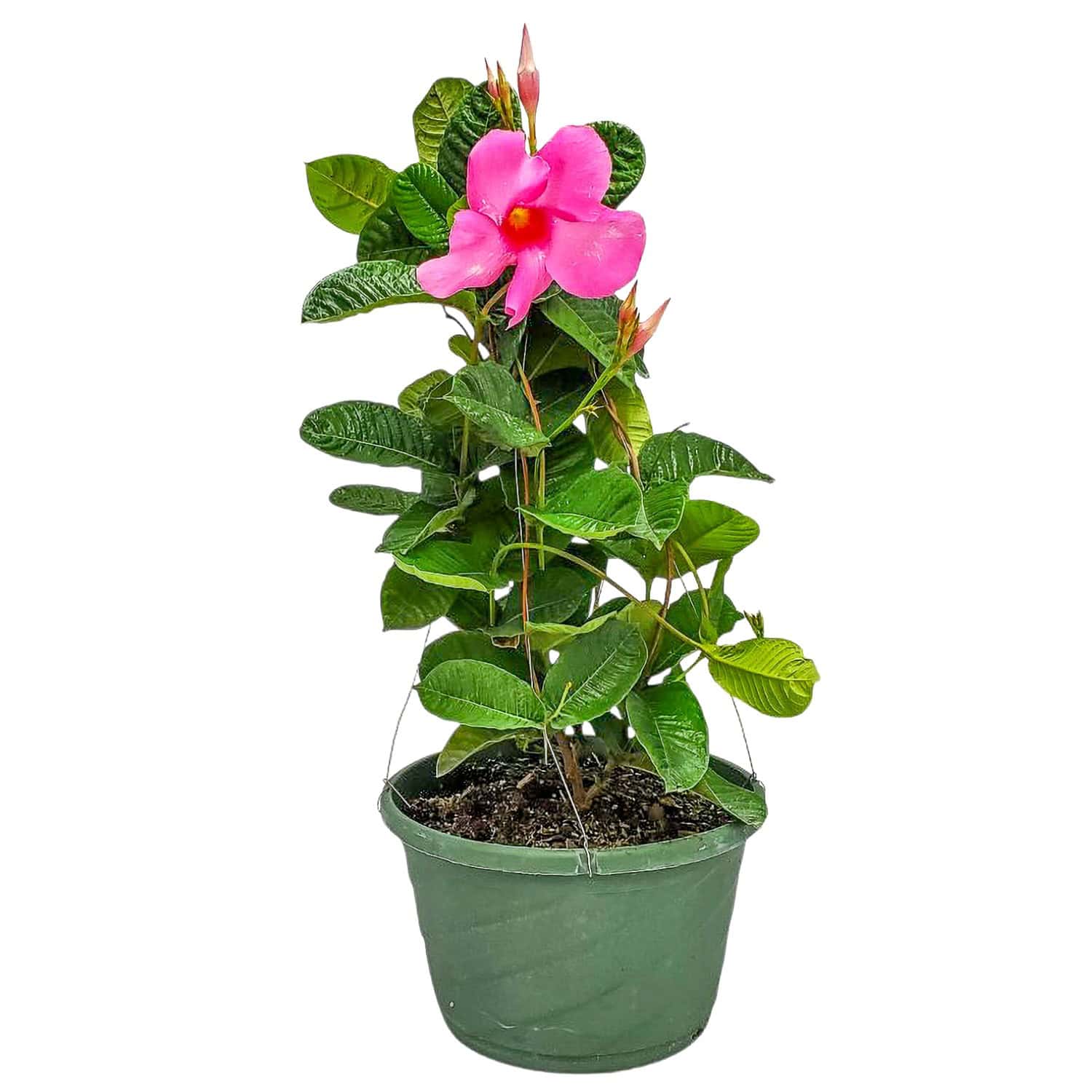 Pink Mandevilla Hanging Basket for Sale