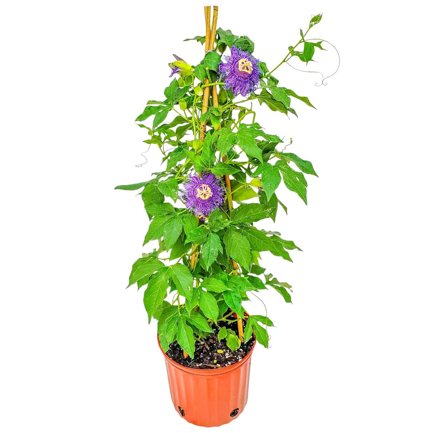 Purple Passion Vine for Sale