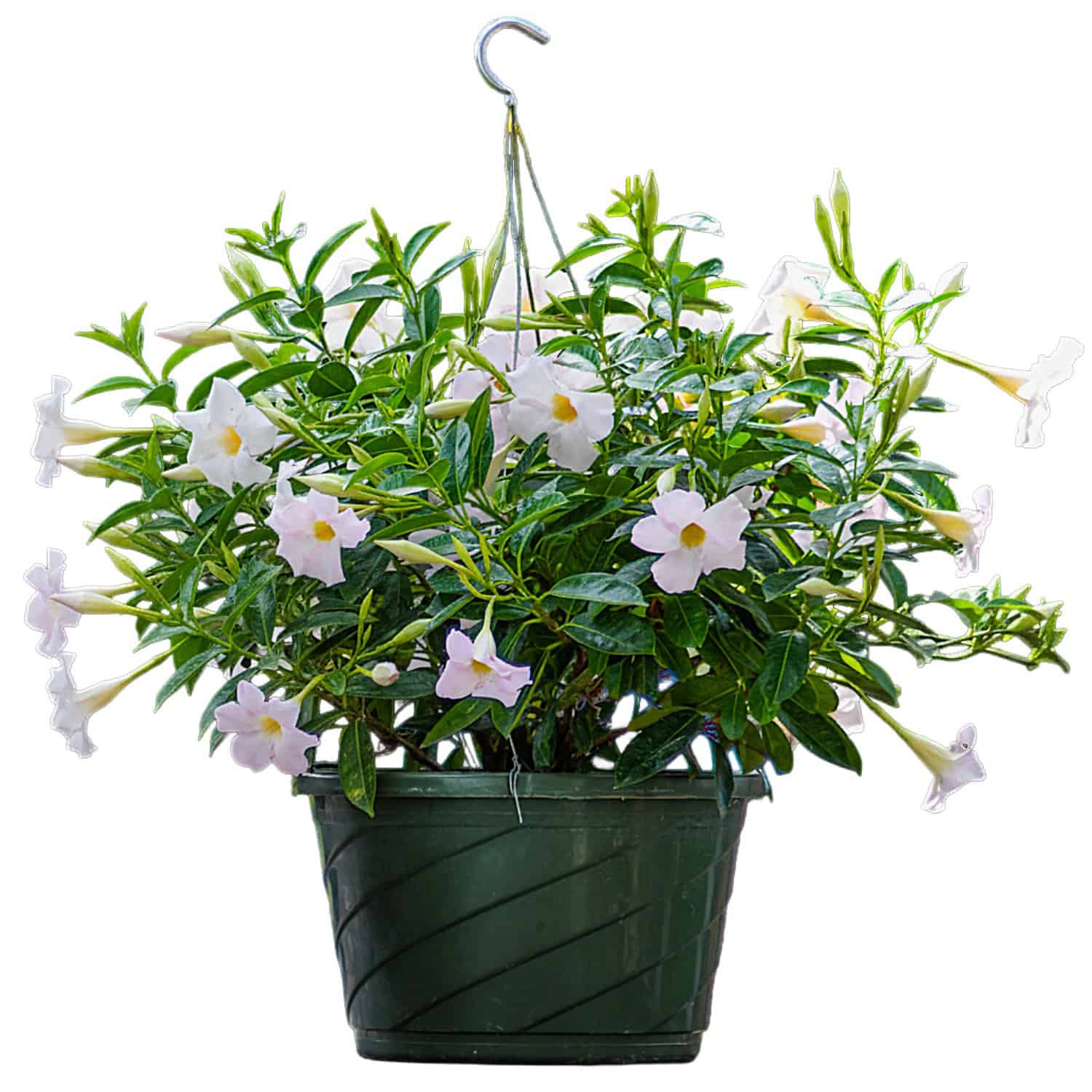 white hanging pots for plants White Dipladenia Hanging Basket fo Sale – Tropical Plants of Florida