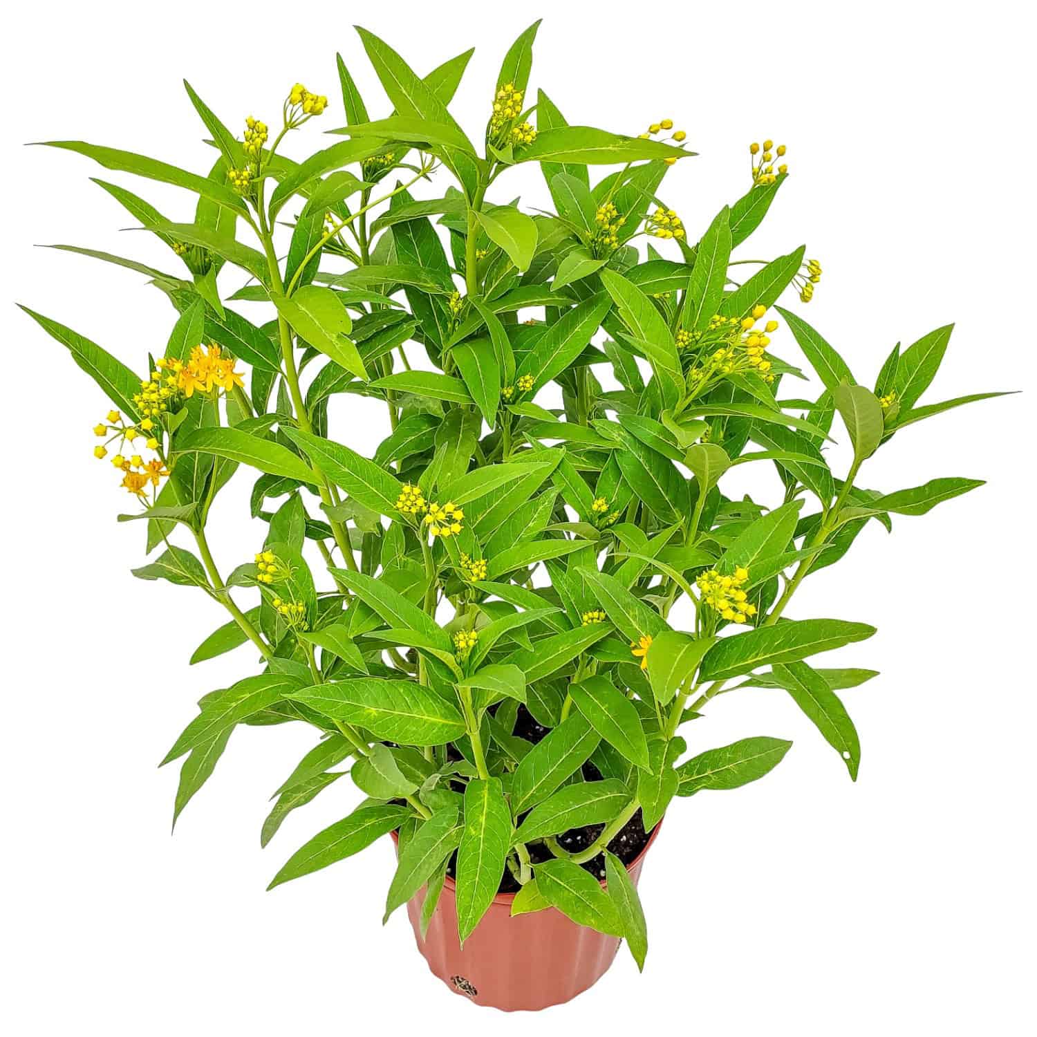 asclepias plants for sale Yellow Milkweed Plant for Sale