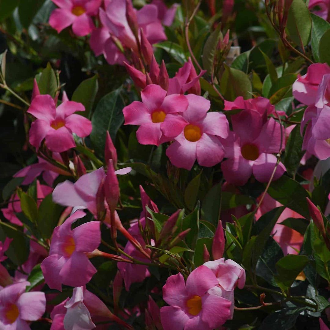 How to Overwinter Mandevilla & Dipladenia Indoors (And When to Move Them Back Outside)