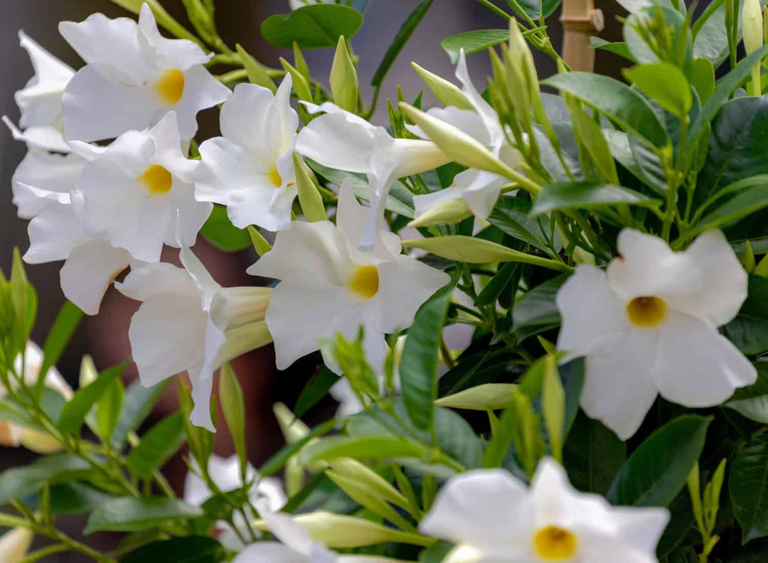 Best Fertilizer for Mandevilla & Dipladenia (Plus a Simple Feeding Schedule)