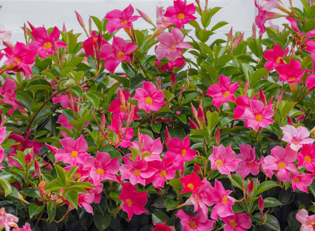 Dipladenia vs Mandevilla: Which One Should You Buy for Your Patio, Trellis, or Hanging Basket?