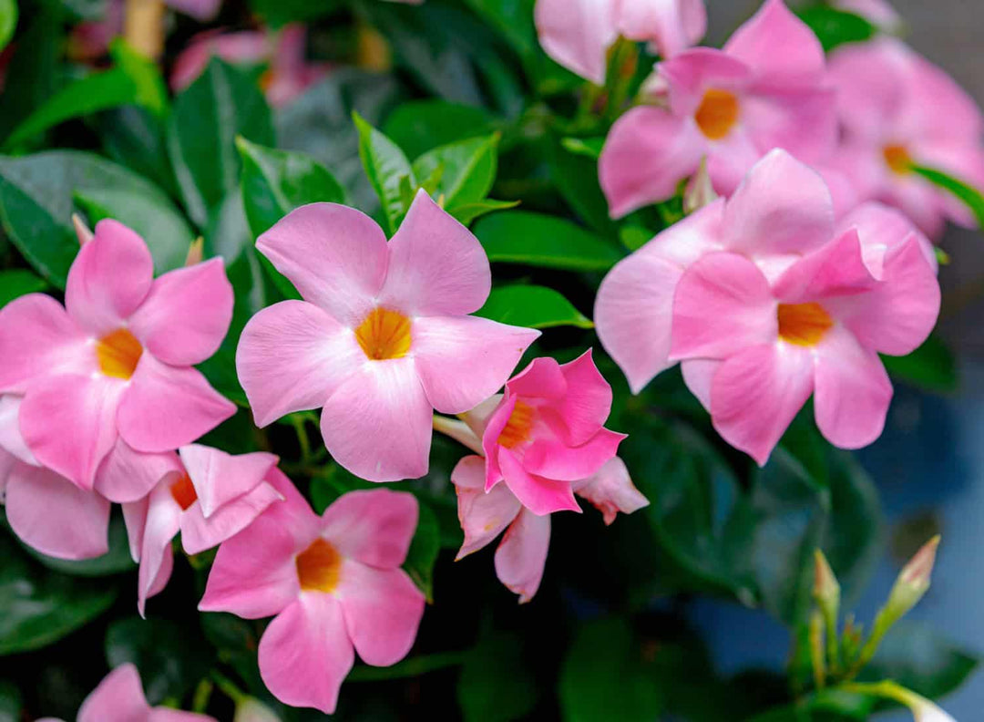 Why Your Mandevilla or Dipladenia Isn’t Blooming (And How to Fix It Fast)
