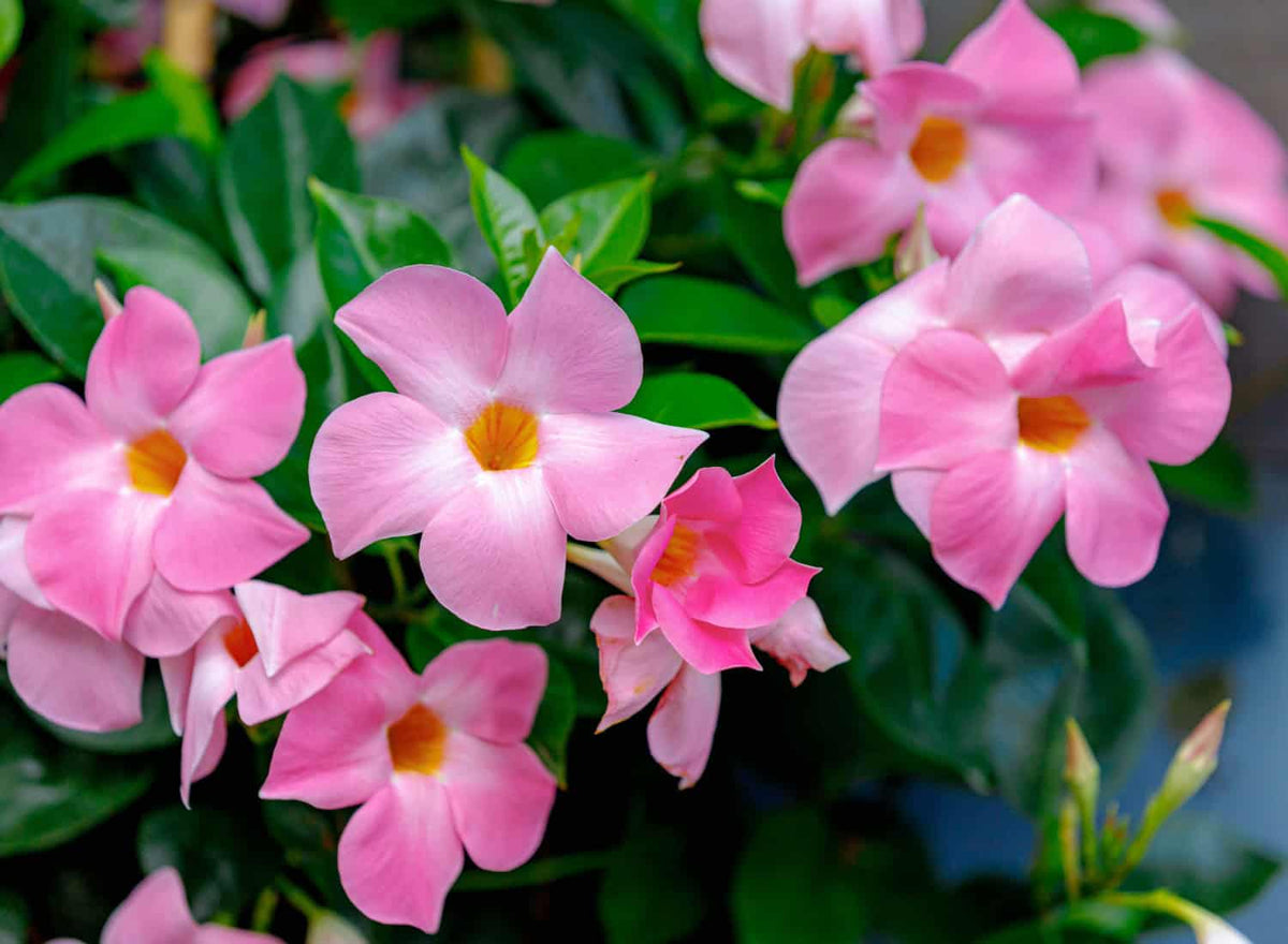 Why Your Mandevilla or Dipladenia Isn’t Blooming (And How to Fix It Fast)