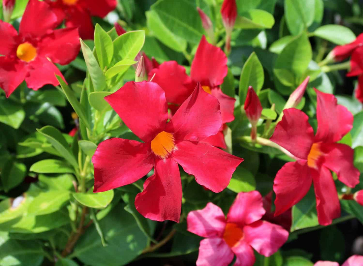 Tropical Mandevilla & Dipladenia Watering Guide (Pots vs In-Ground)