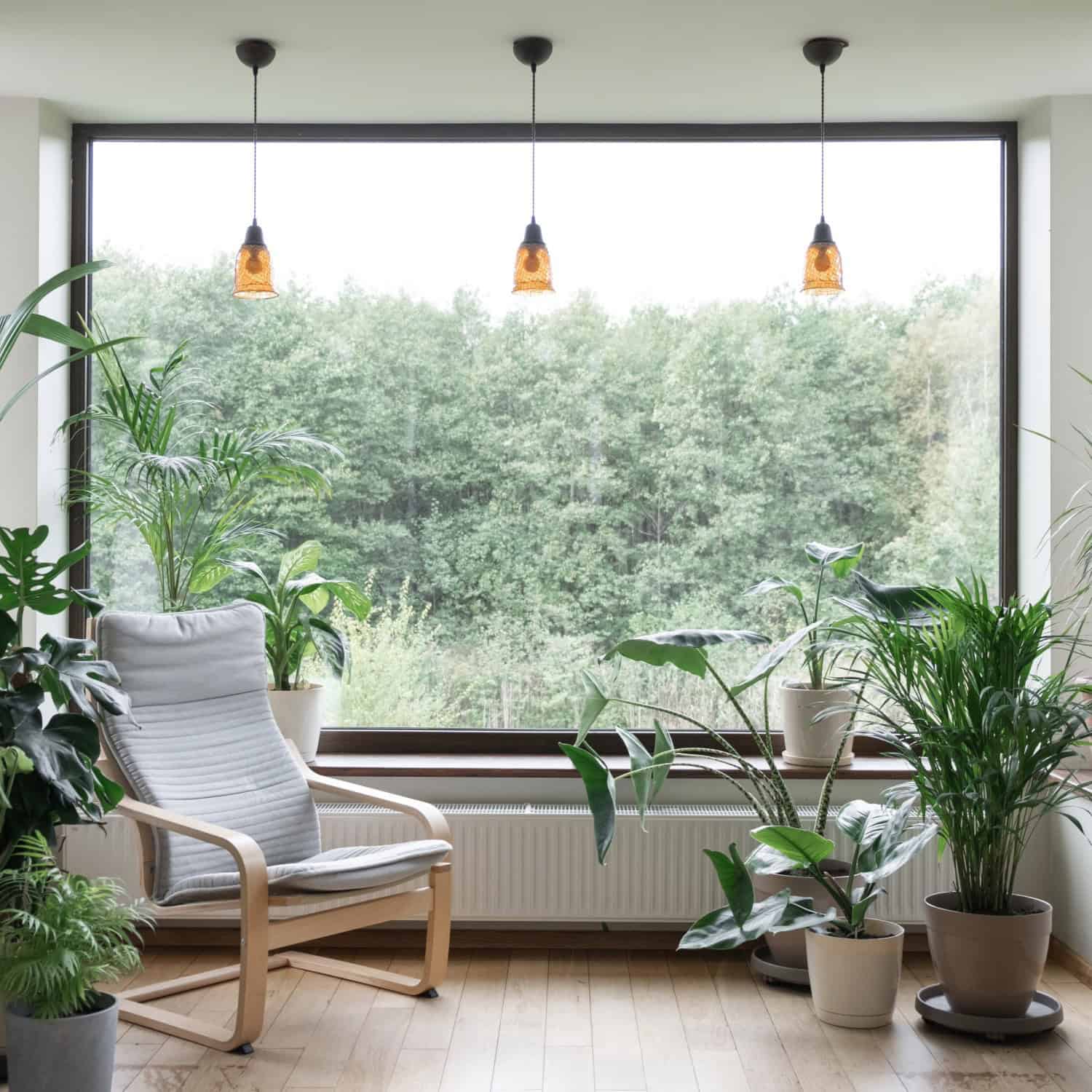 Plants for Bright Light | Buy Bright Light Indoor Plants Online