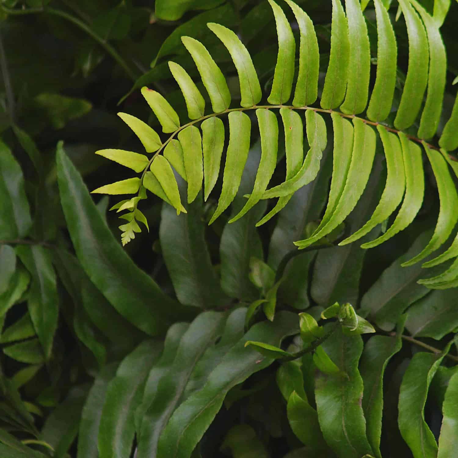 Macho Fern