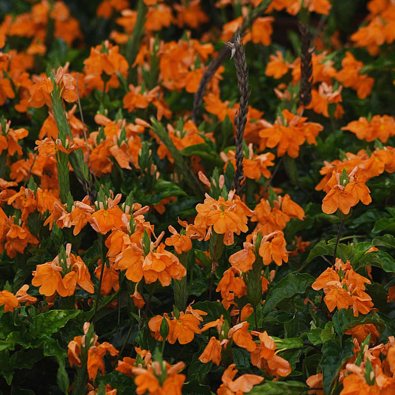 Orange Plants