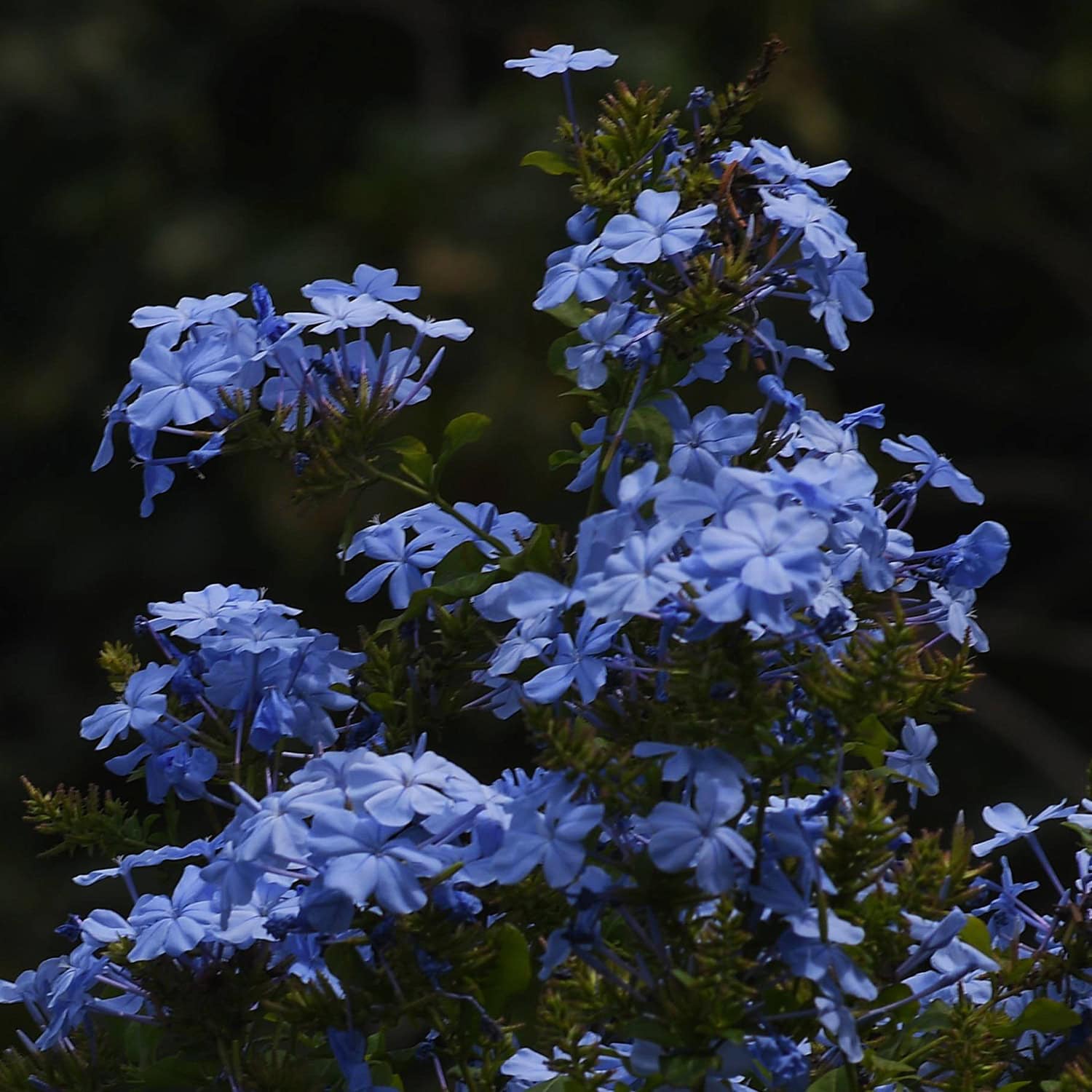Plumbago Plants