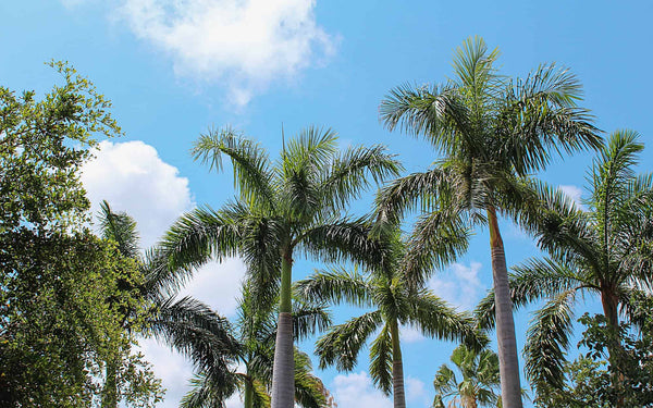 Large Palm Trees