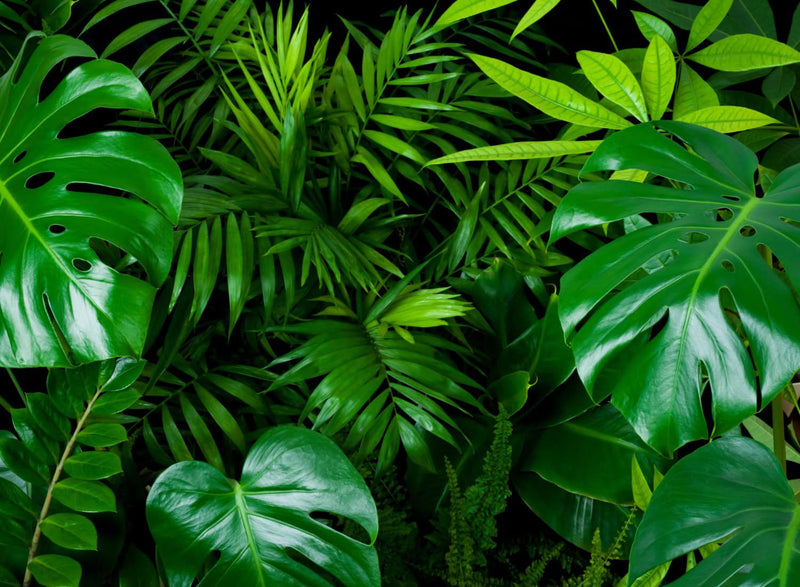 Tropical Foliage Plants
