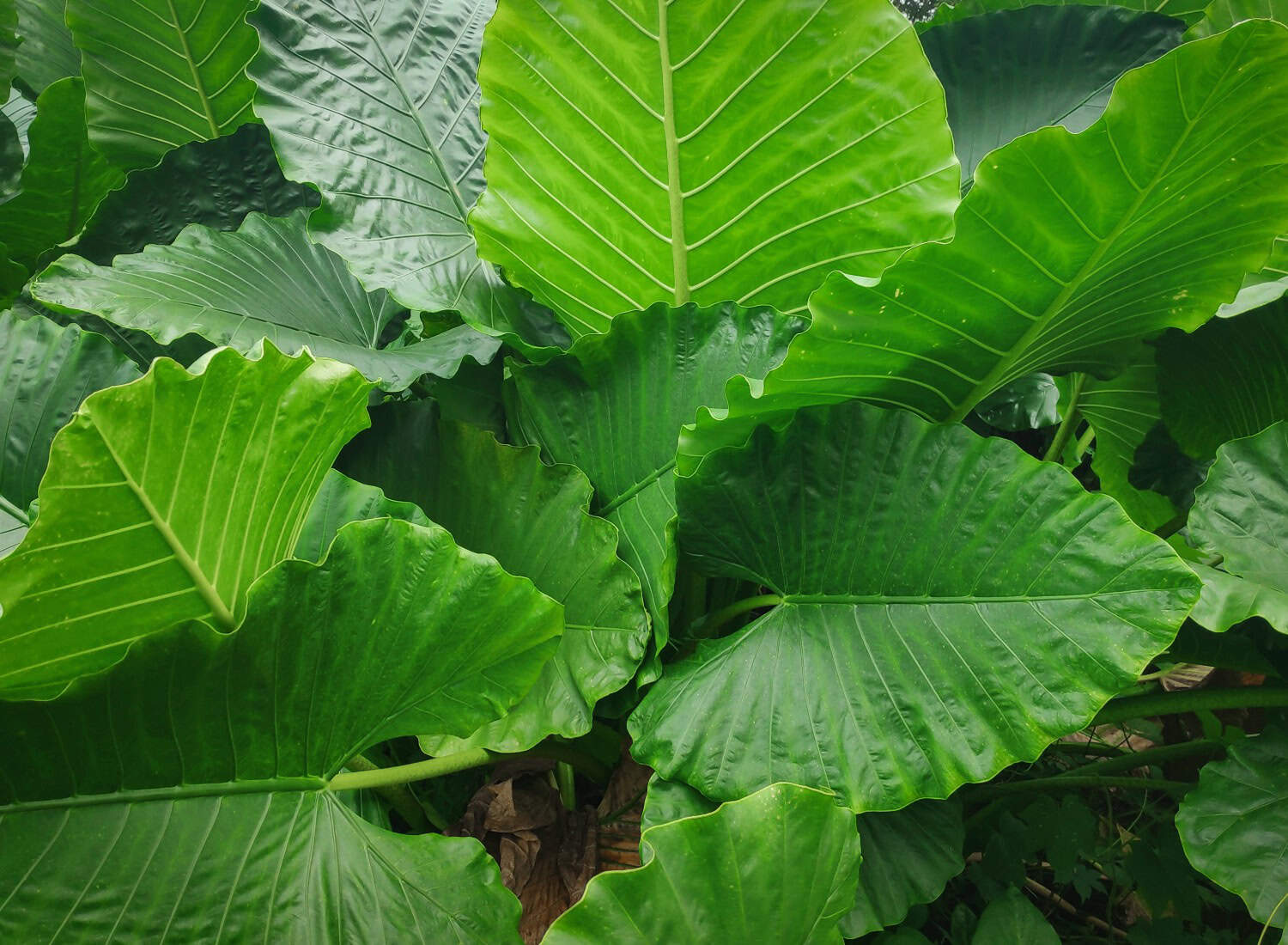 Alocasia Plants
