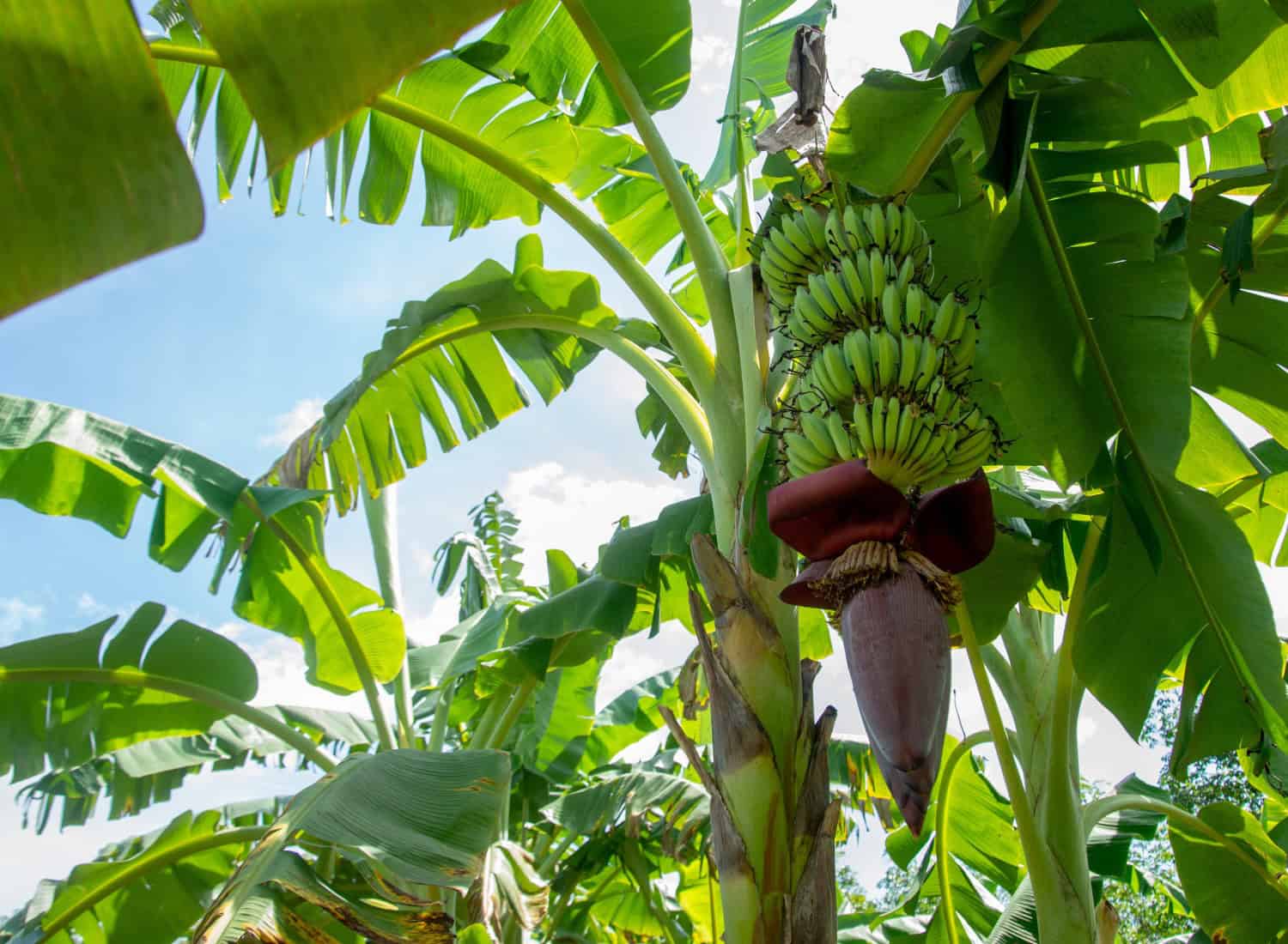 Banana Trees