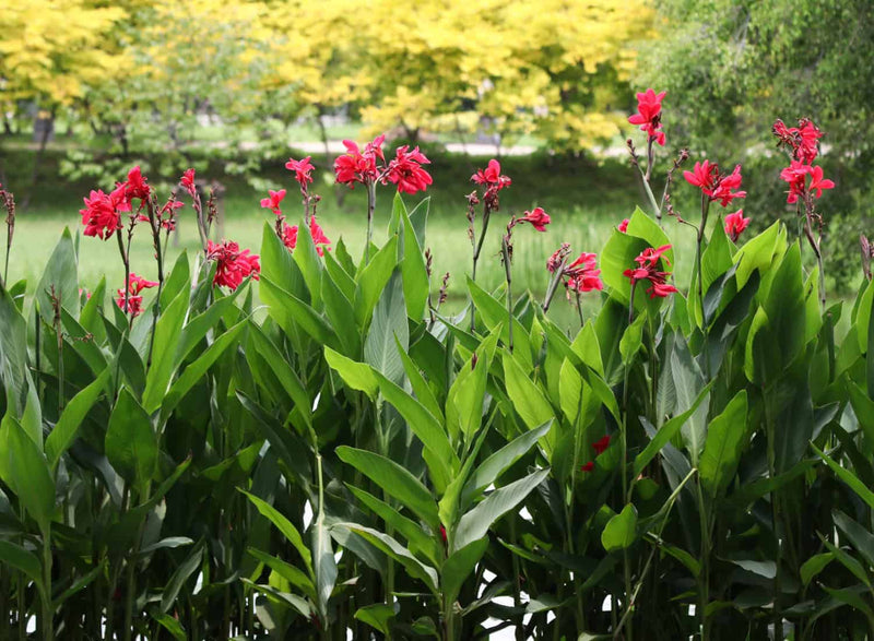 Canna Lily Plants