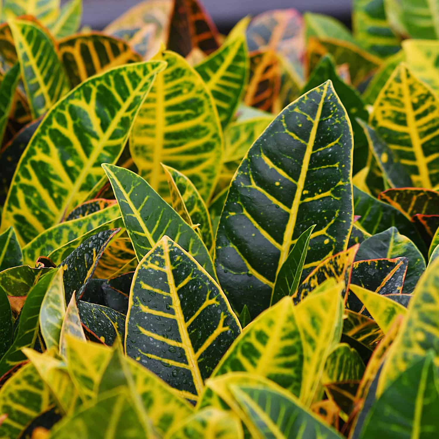 Croton Plants