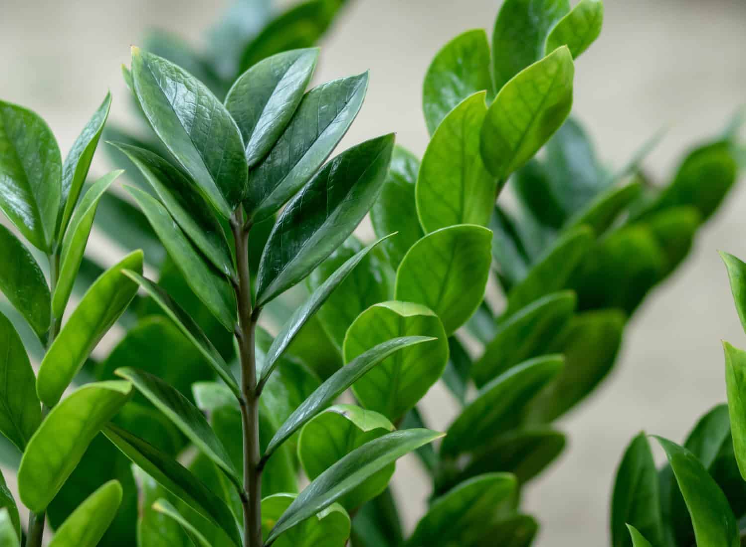 Drought Tolerant Plants