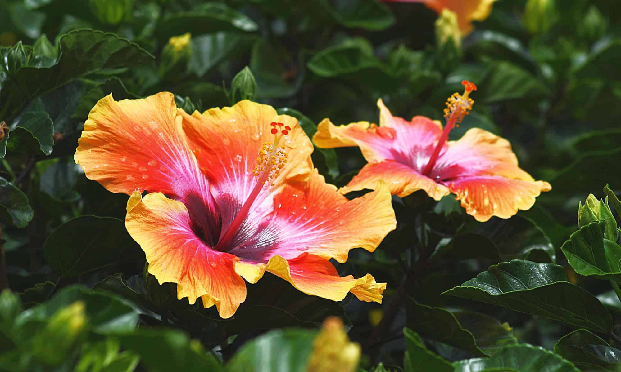 Fiesta Hibiscus