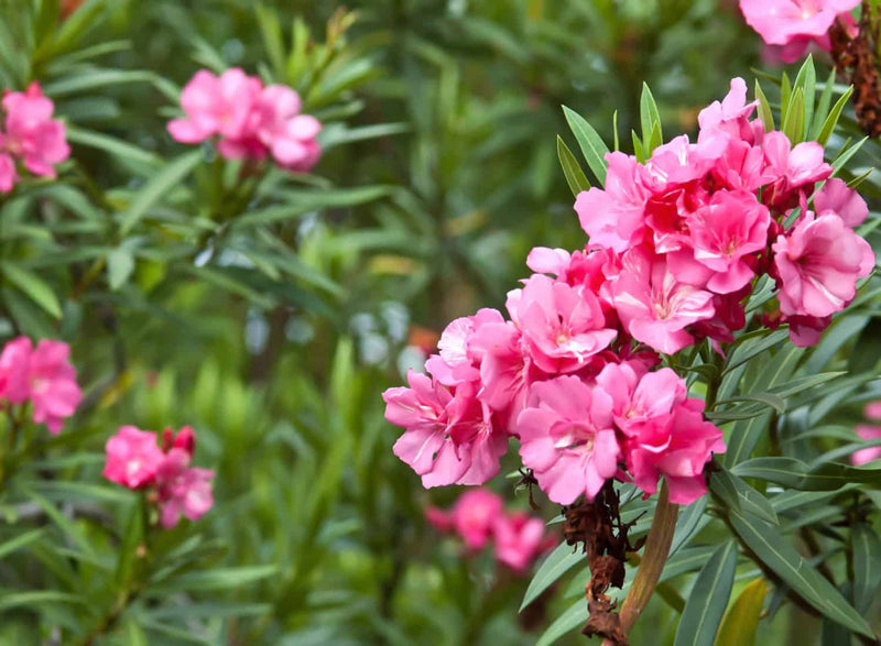 Oleander Plants