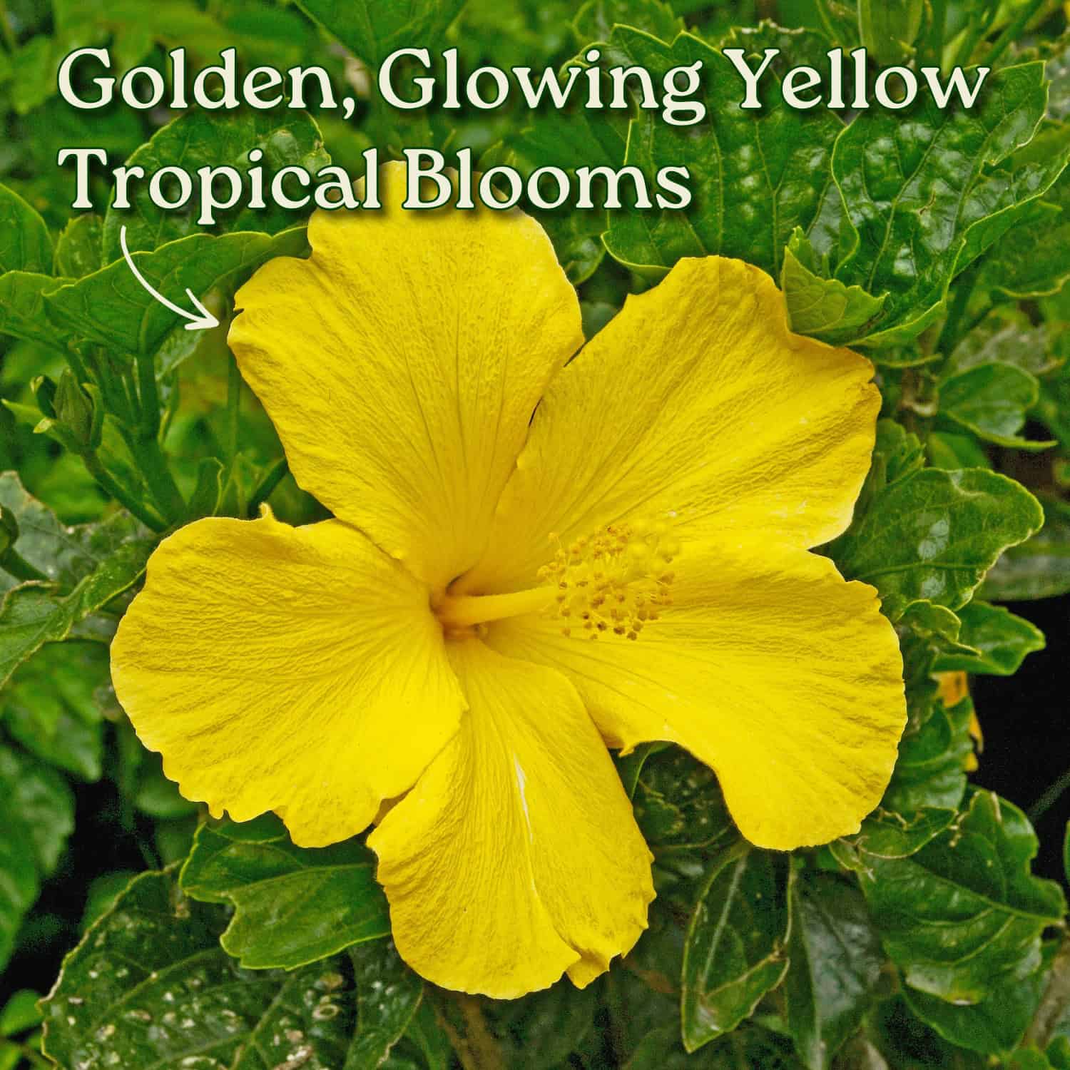 Yellow Hibiscus