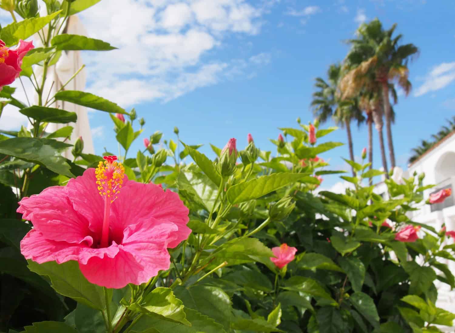 Pink Hibiscus