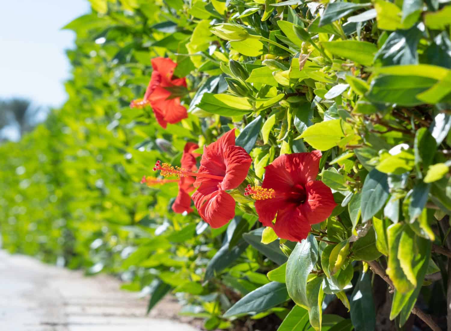 Hibiscus Bushes