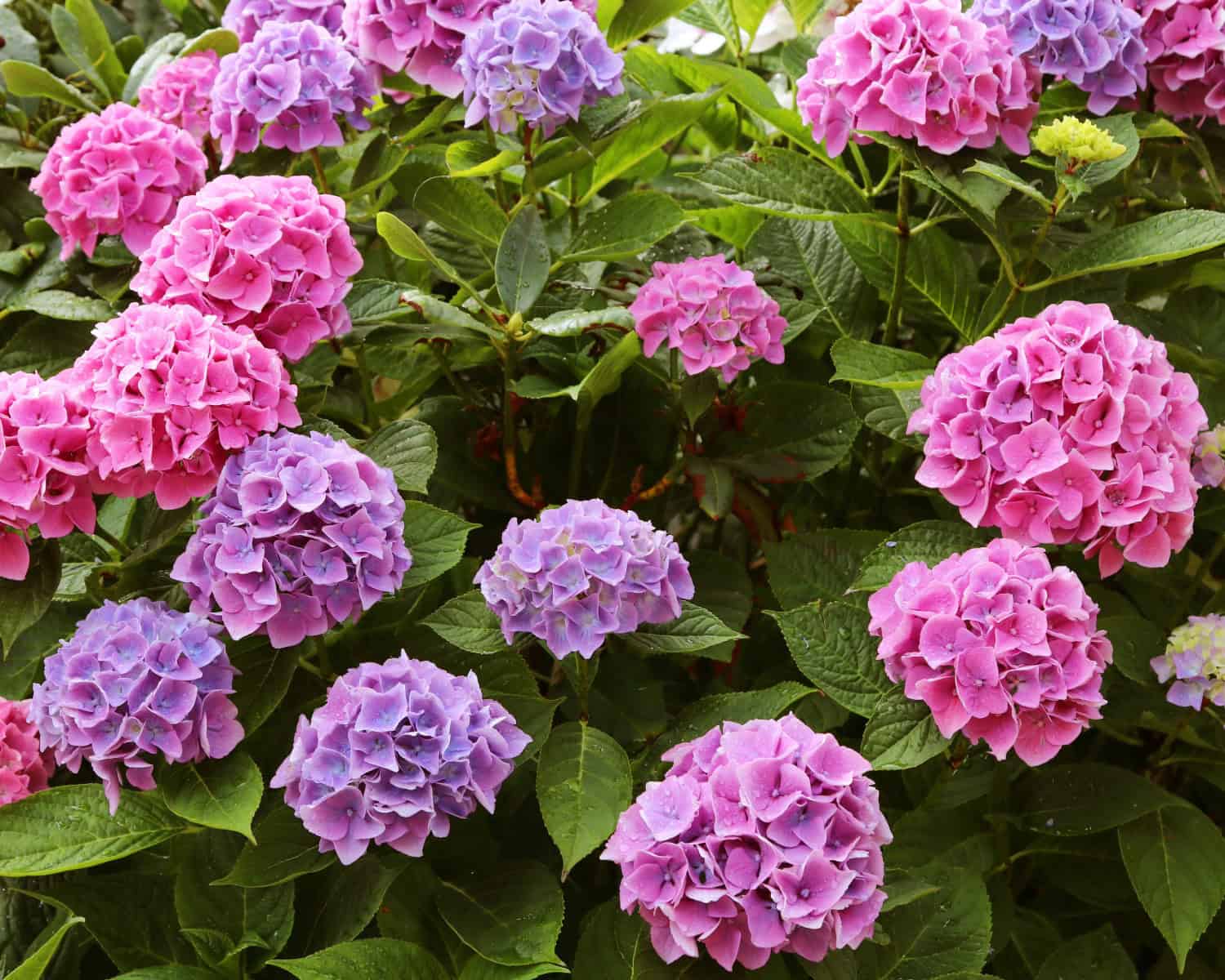 Hydrangea Bushes