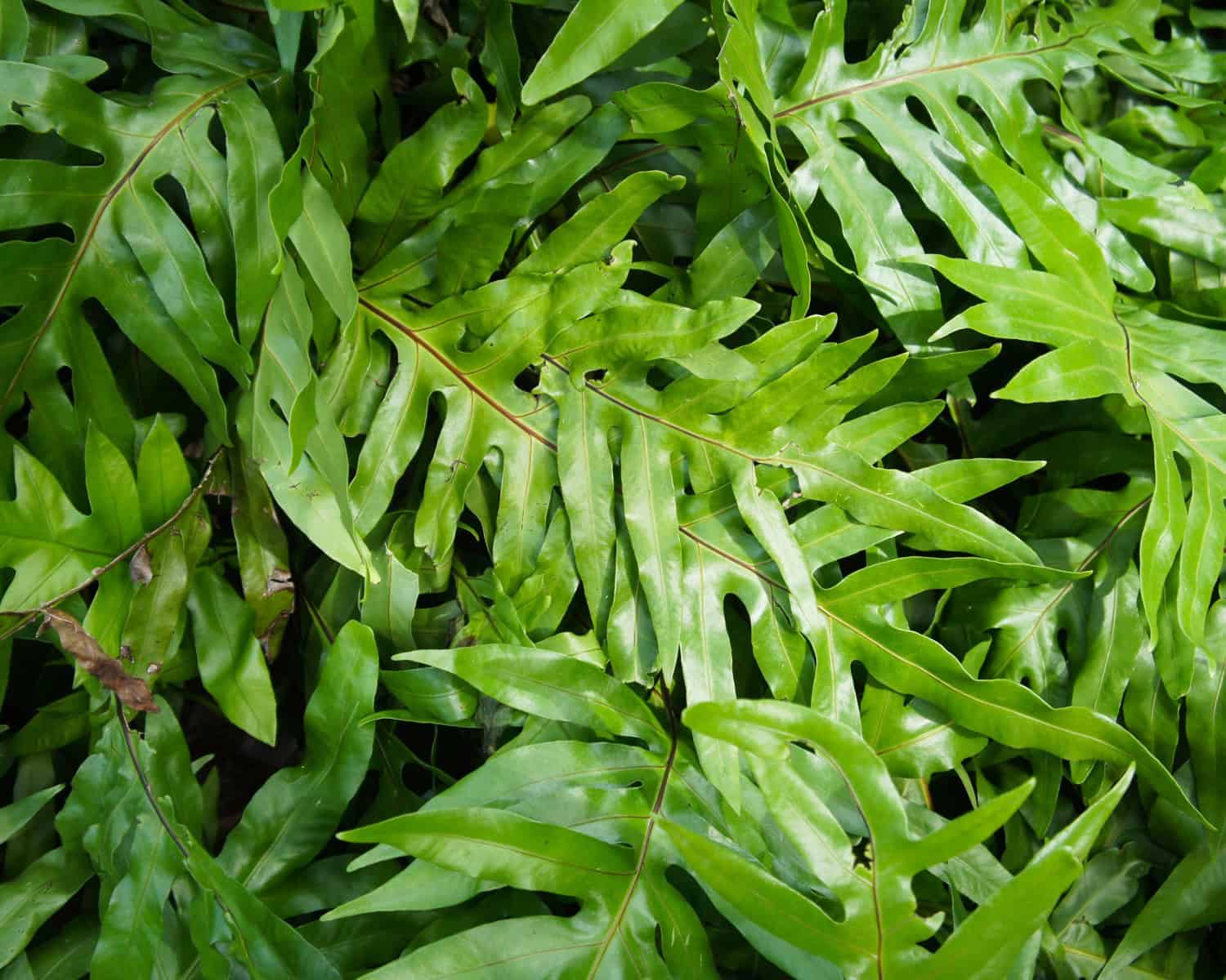 Kangaroo Fern