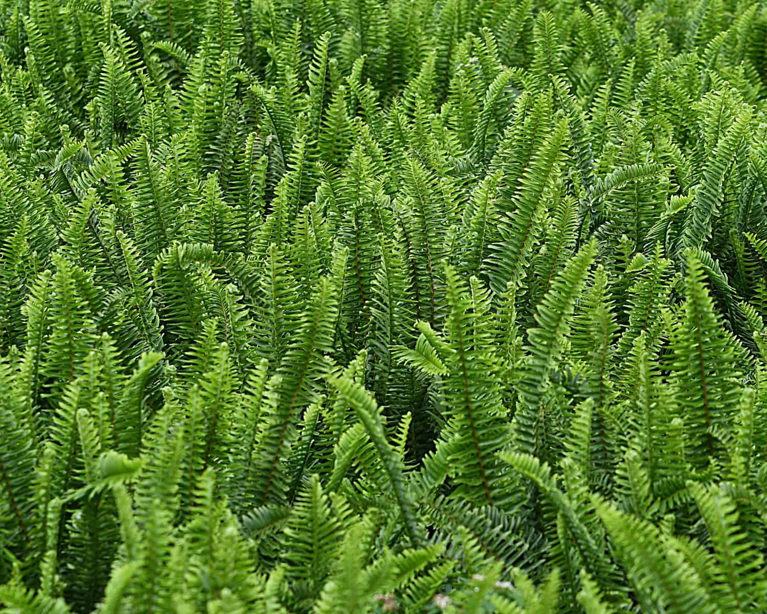 Kimberly Fern