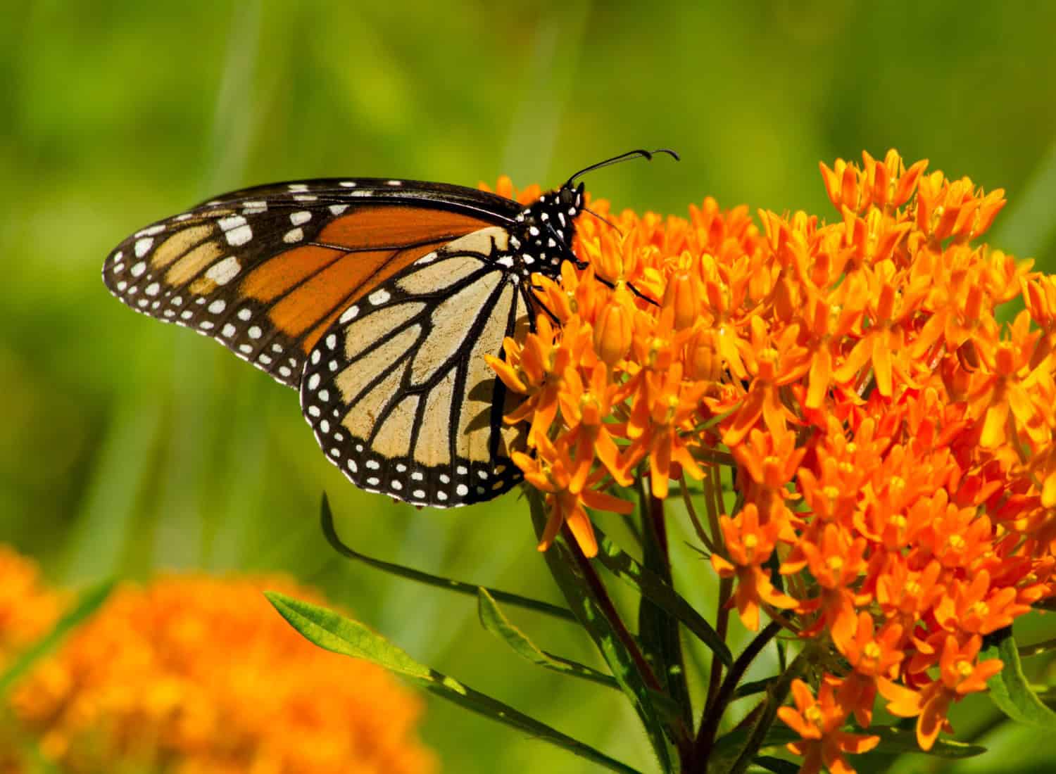 Monarch Butterfly Plants