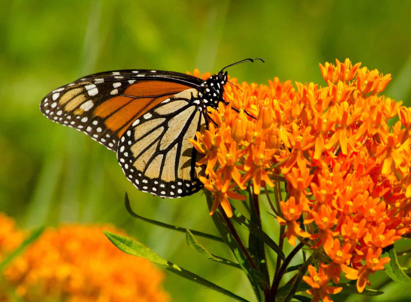 Monarch Butterfly Plants